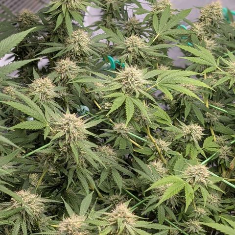 Citrus Fuel (Semi) Automatic growlog timeline photo