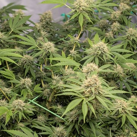 Citrus Fuel (Semi) Automatic growlog timeline photo
