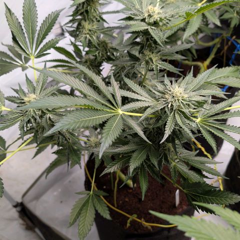 Cherry Bacio  growlog timeline photo