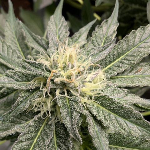 Cherry Bacio  growlog timeline photo