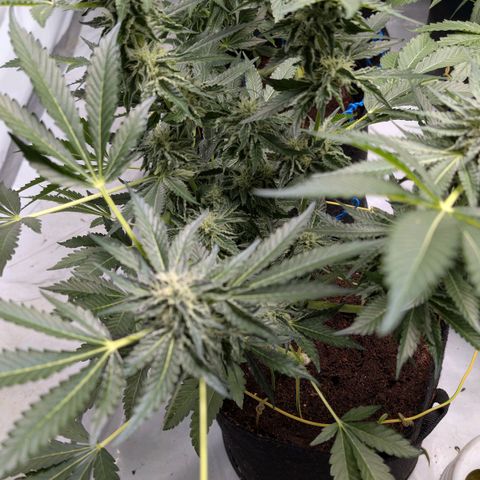 Cherry Bacio  growlog timeline photo