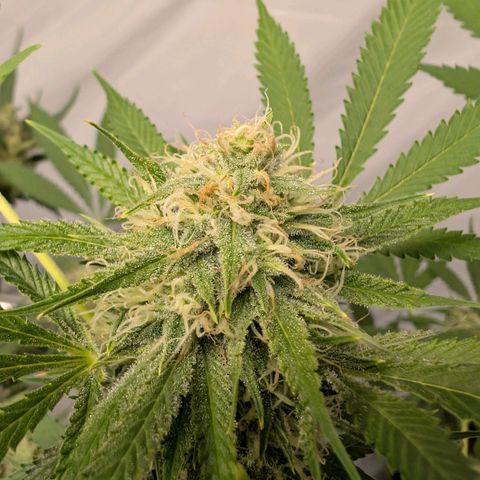 Citrus Fuel (Semi) Automatic growlog timeline photo