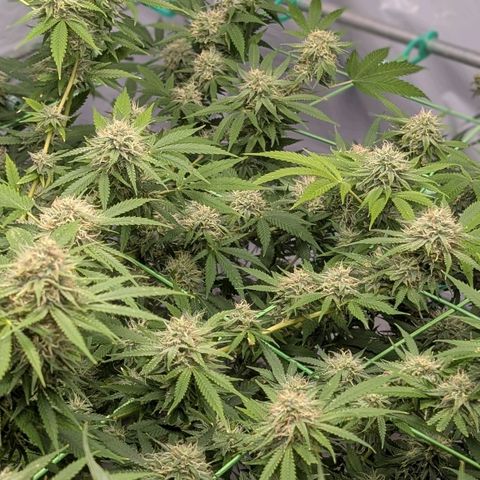 Citrus Fuel (Semi) Automatic growlog timeline photo