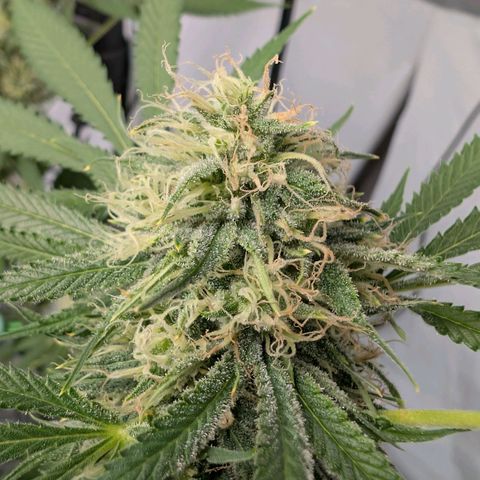 Citrus Fuel (Semi) Automatic growlog timeline photo