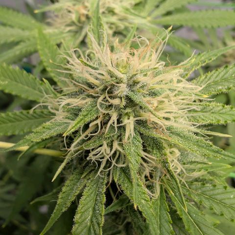 Citrus Fuel (Semi) Automatic growlog timeline photo