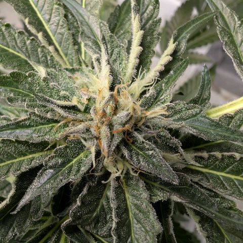 Cherry Bacio  growlog timeline photo