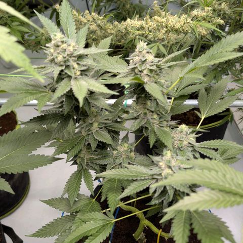 Blue Sunset  growlog timeline photo