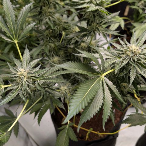 Cherry Bacio  growlog timeline photo