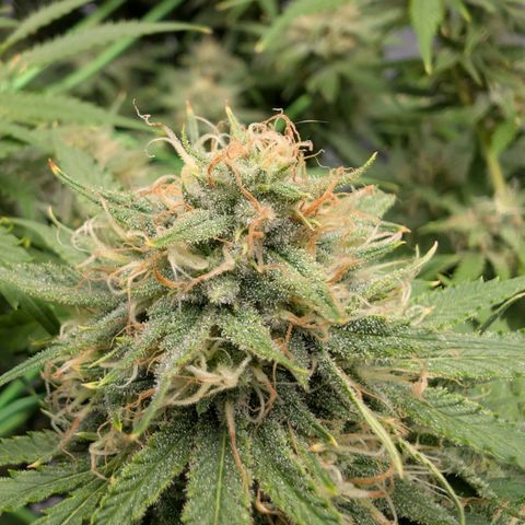 Citrus Fuel (Semi) Automatic growlog timeline photo