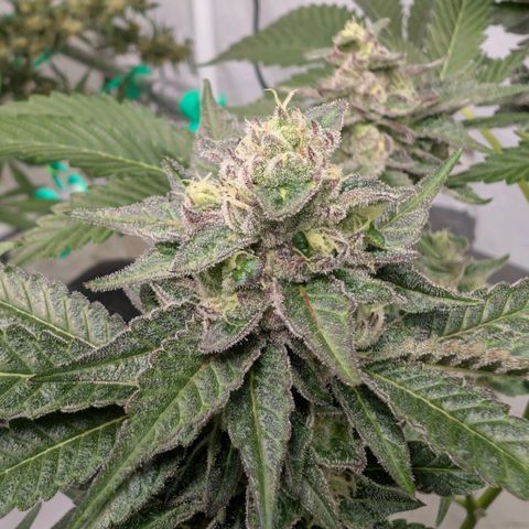 Blue Sunset  growlog timeline photo