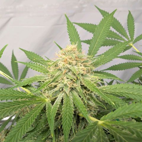 Citrus Fuel (Semi) Automatic growlog timeline photo