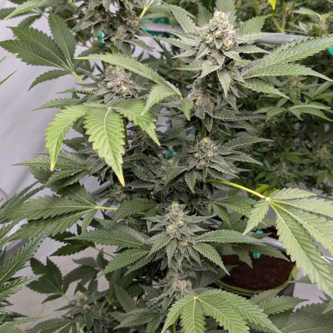 Blue Sunset  growlog timeline photo