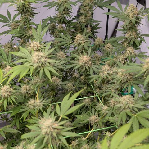 Citrus Fuel (Semi) Automatic growlog timeline photo