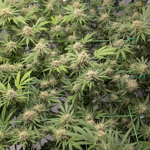 Citrus Fuel (Semi) Automatic growlog timeline photo