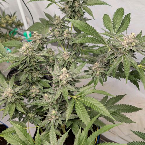 Blue Sunset  growlog timeline photo