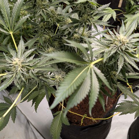 Cherry Bacio  growlog timeline photo