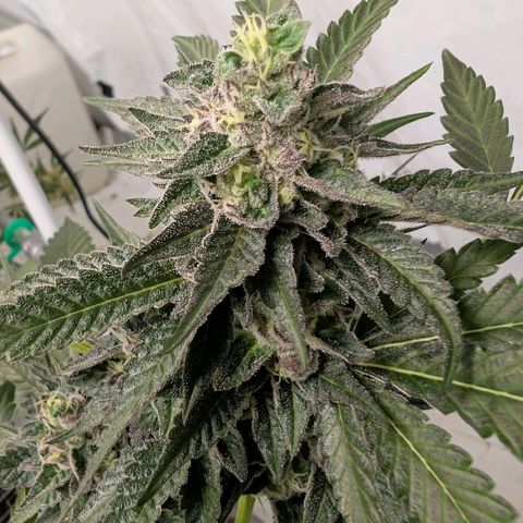 Blue Sunset  growlog timeline photo