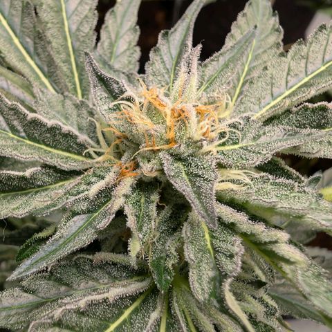 Cherry Bacio  growlog timeline photo