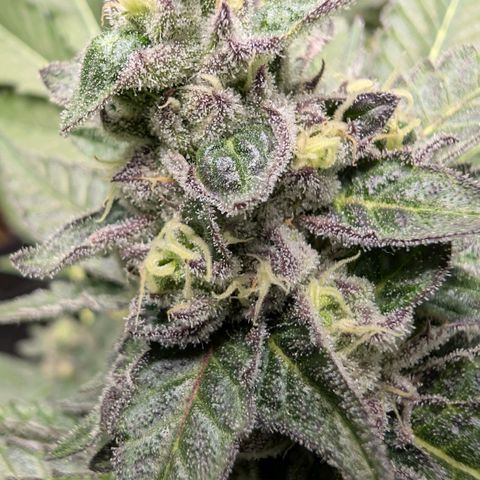 Blue Sunset  growlog timeline photo