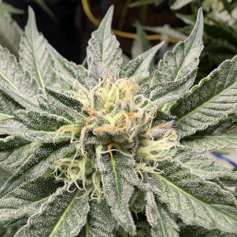 Cherry Bacio  growlog timeline photo