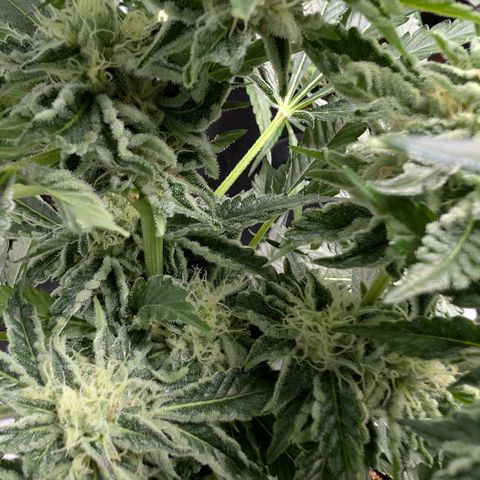 Cherry Bacio  growlog timeline photo
