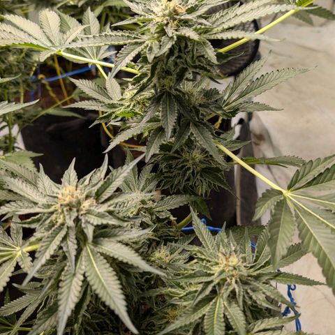 Cherry Bacio  growlog timeline photo