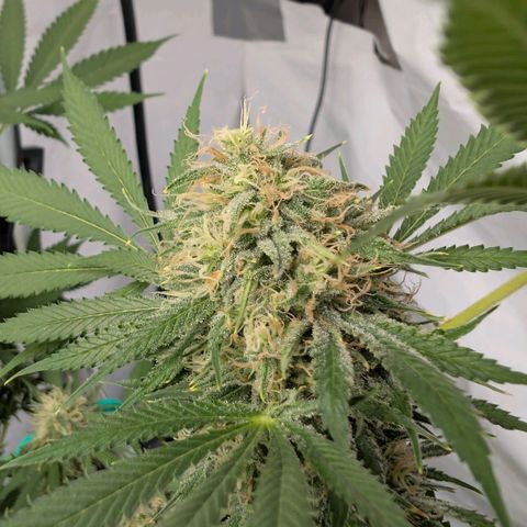 Citrus Fuel (Semi) Automatic growlog timeline photo