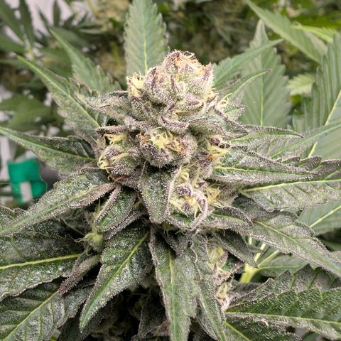 Blue Sunset  growlog timeline photo