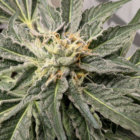 Cherry Bacio  growlog timeline photo