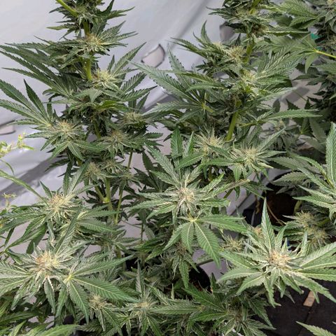 Cherry Bacio  growlog timeline photo