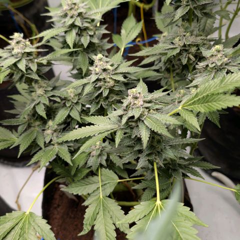 Blue Sunset  growlog timeline photo