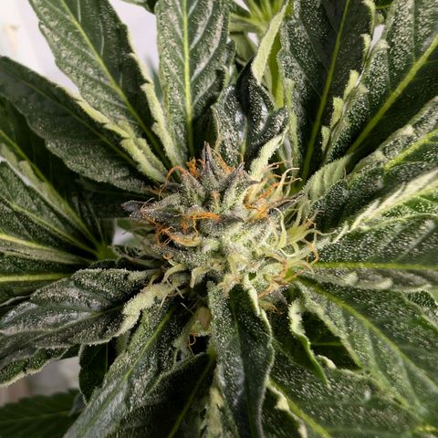 Cherry Bacio  growlog timeline photo