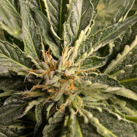 Cherry Bacio  growlog timeline photo