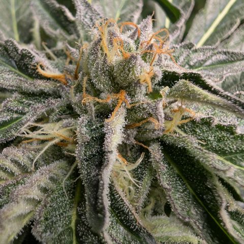 Cherry Bacio  growlog timeline photo