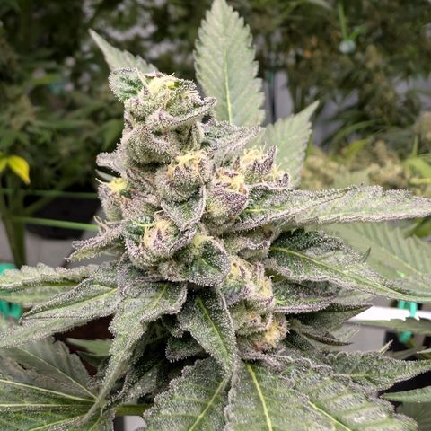 Blue Sunset  growlog timeline photo