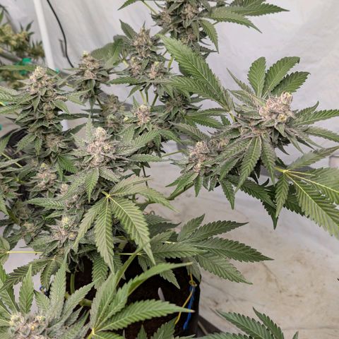 Blue Sunset  growlog timeline photo