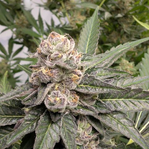 Blue Sunset  growlog timeline photo