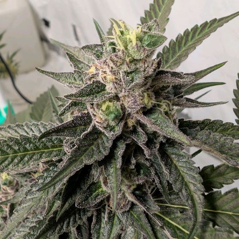 Blue Sunset  growlog timeline photo