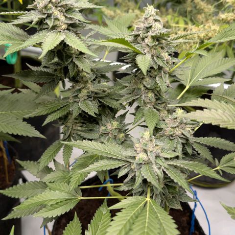 Blue Sunset  growlog timeline photo