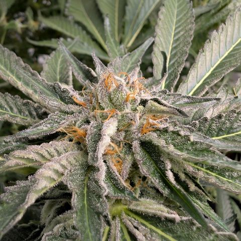 Cherry Bacio  growlog timeline photo