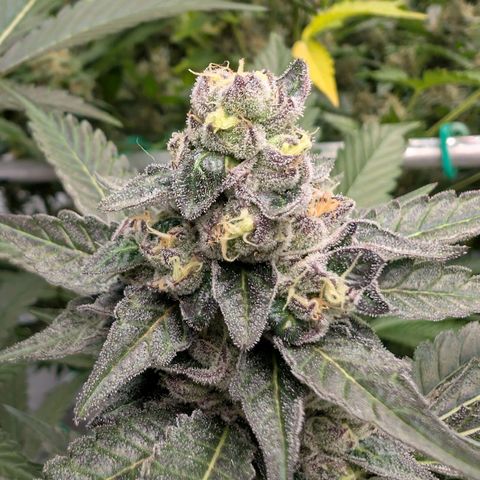 Blue Sunset  growlog timeline photo