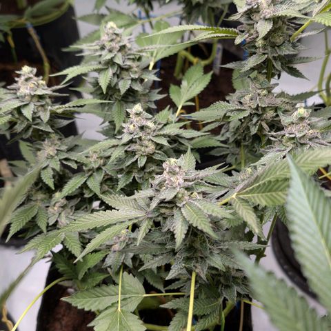 Blue Sunset  growlog timeline photo