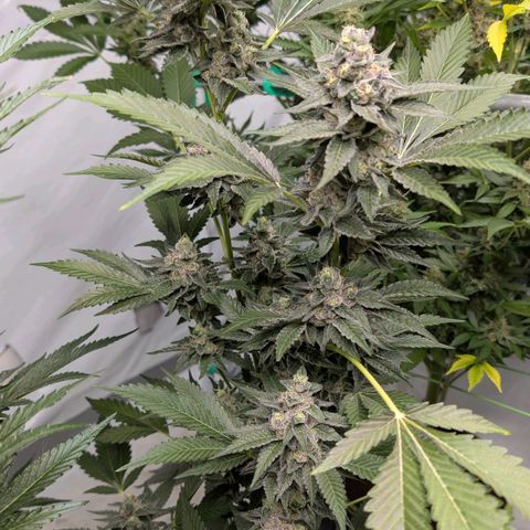Blue Sunset  growlog timeline photo