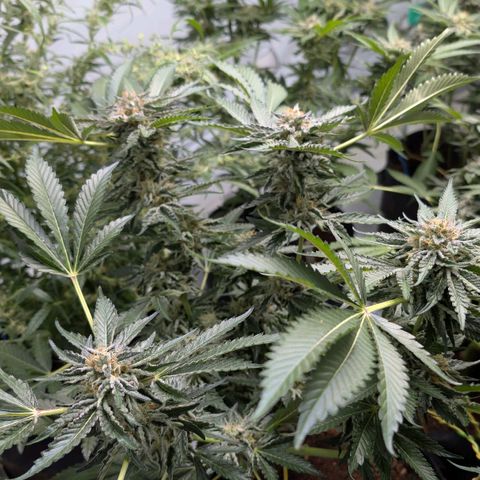 Cherry Bacio  growlog timeline photo