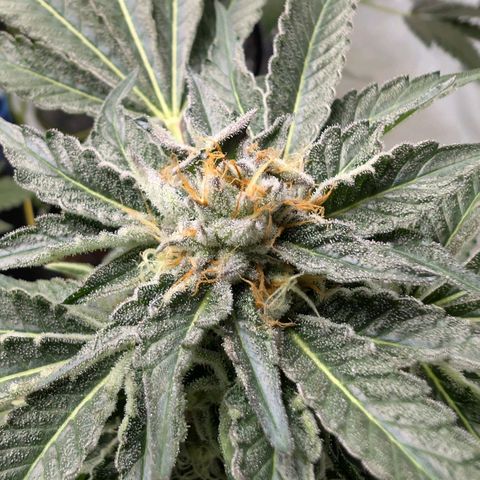 Cherry Bacio  growlog timeline photo
