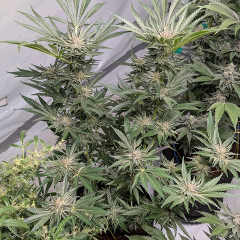 Cherry Bacio  growlog timeline photo