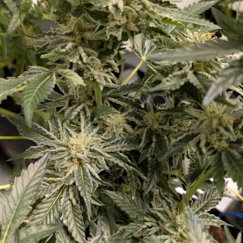 Cherry Bacio  growlog timeline photo