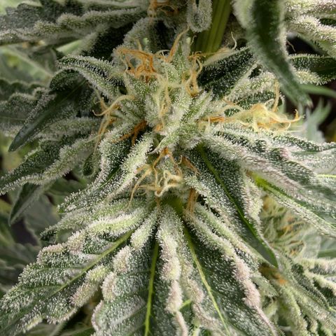 Cherry Bacio  growlog timeline photo
