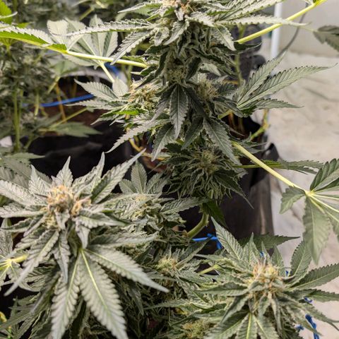 Cherry Bacio  growlog timeline photo