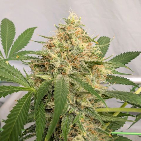 Citrus Fuel (Semi) Automatic growlog timeline photo